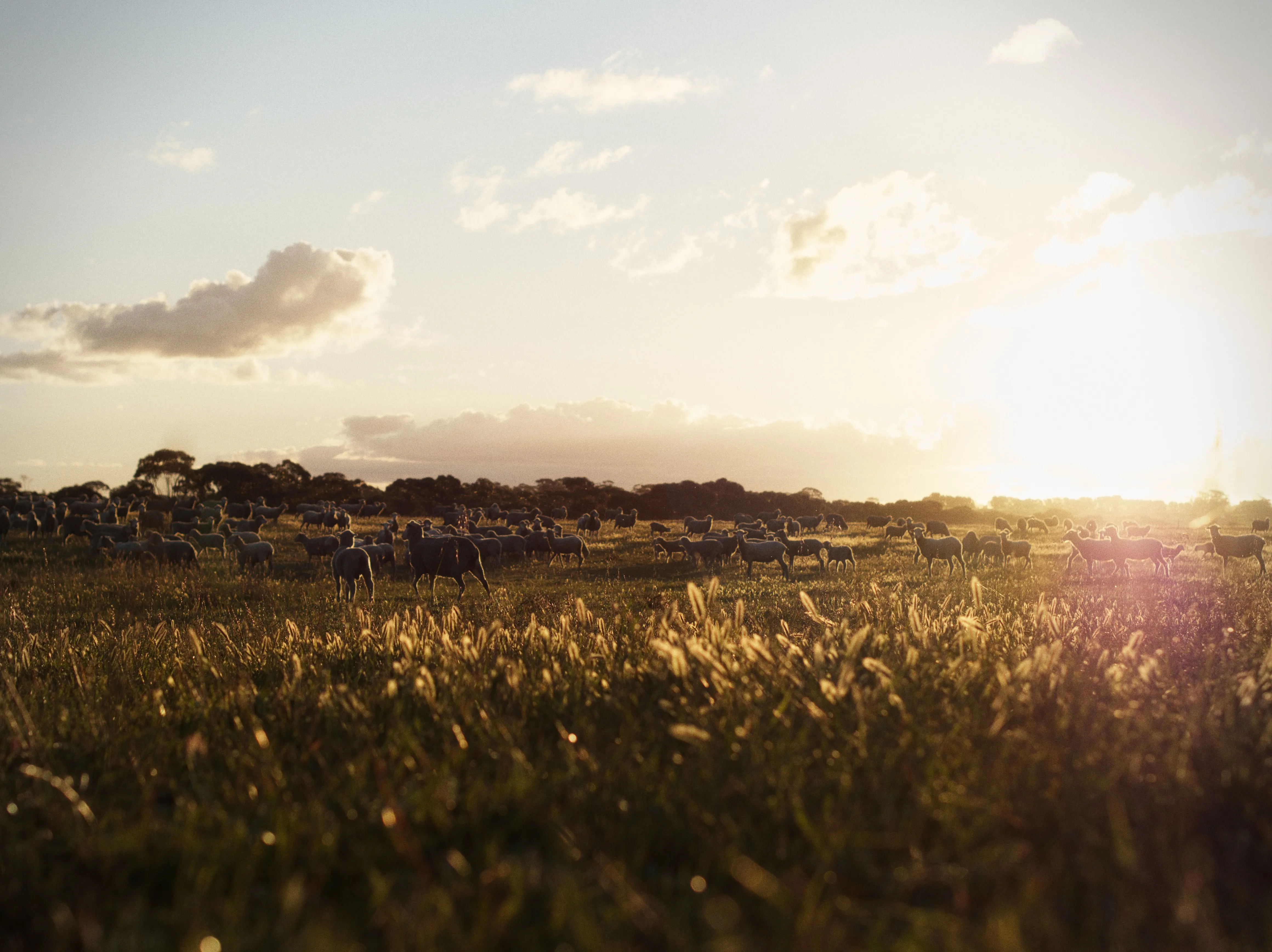 A large flock of sheep spread across a wide field of tall grass during late afternoon. Warm golden sunlight streams in from the side, illuminating the pasture and soft clouds in the sky.