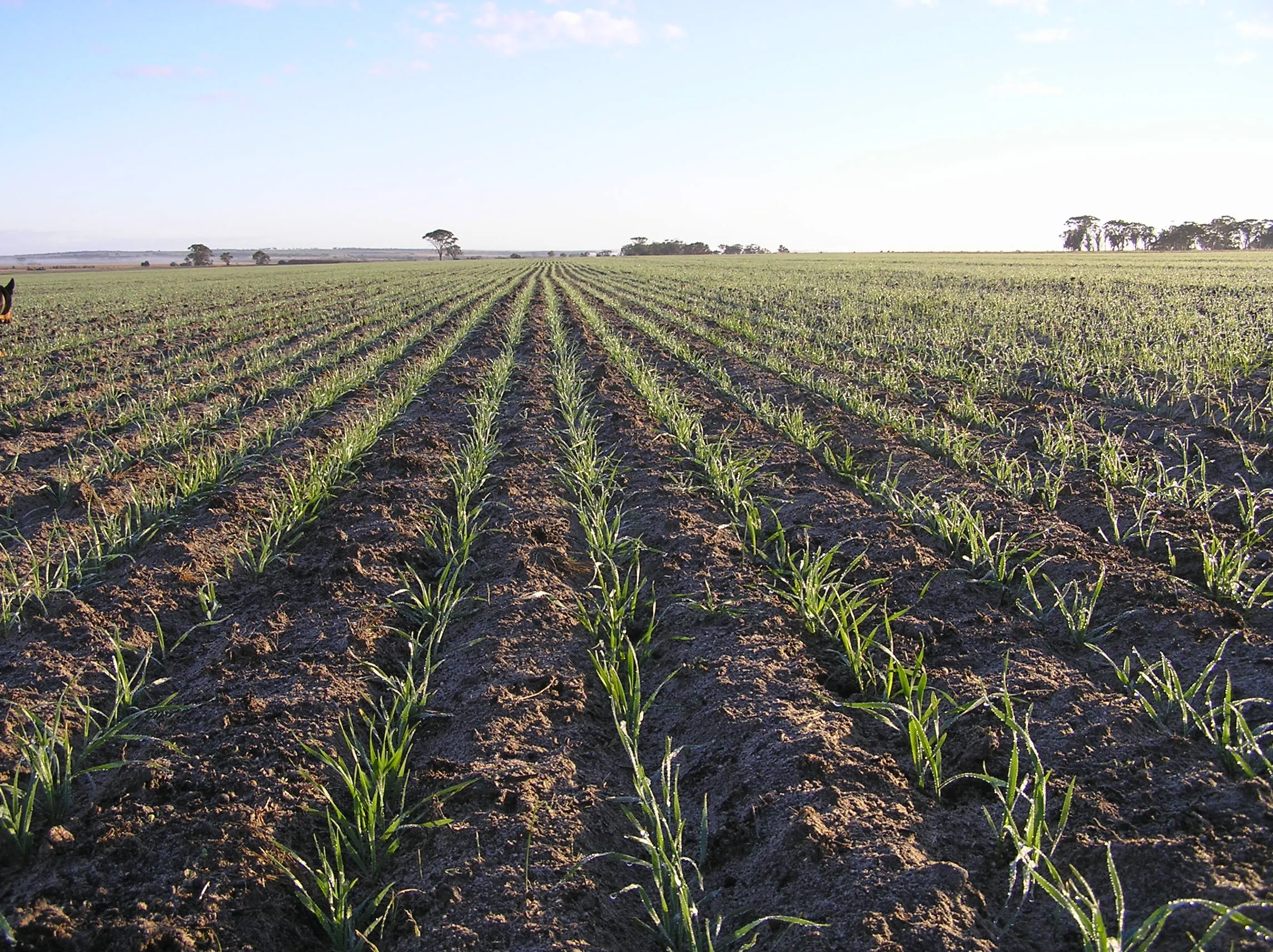 wheat growing in a field